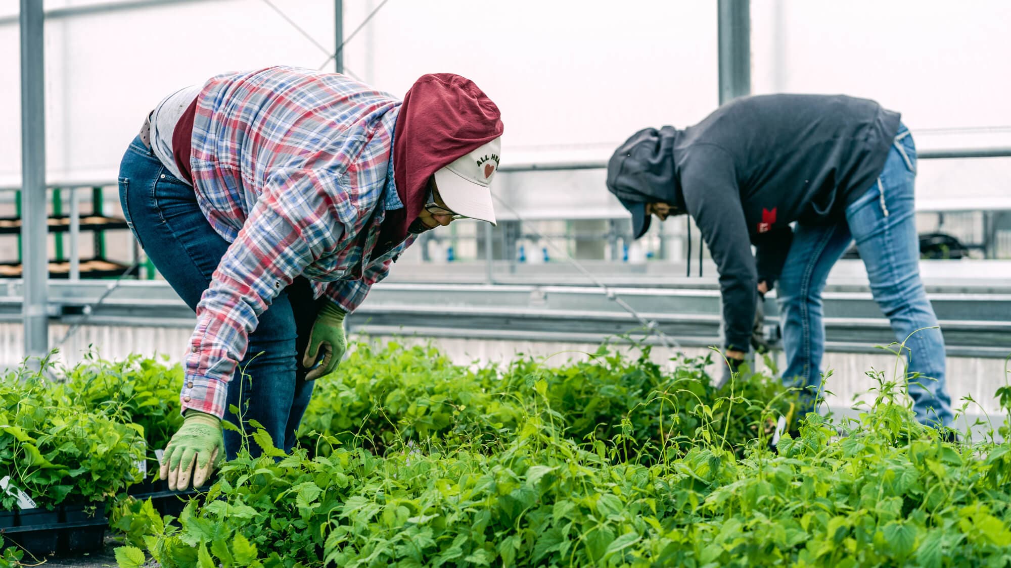 Workers grabbing baby hop plants in greenhouse off floor