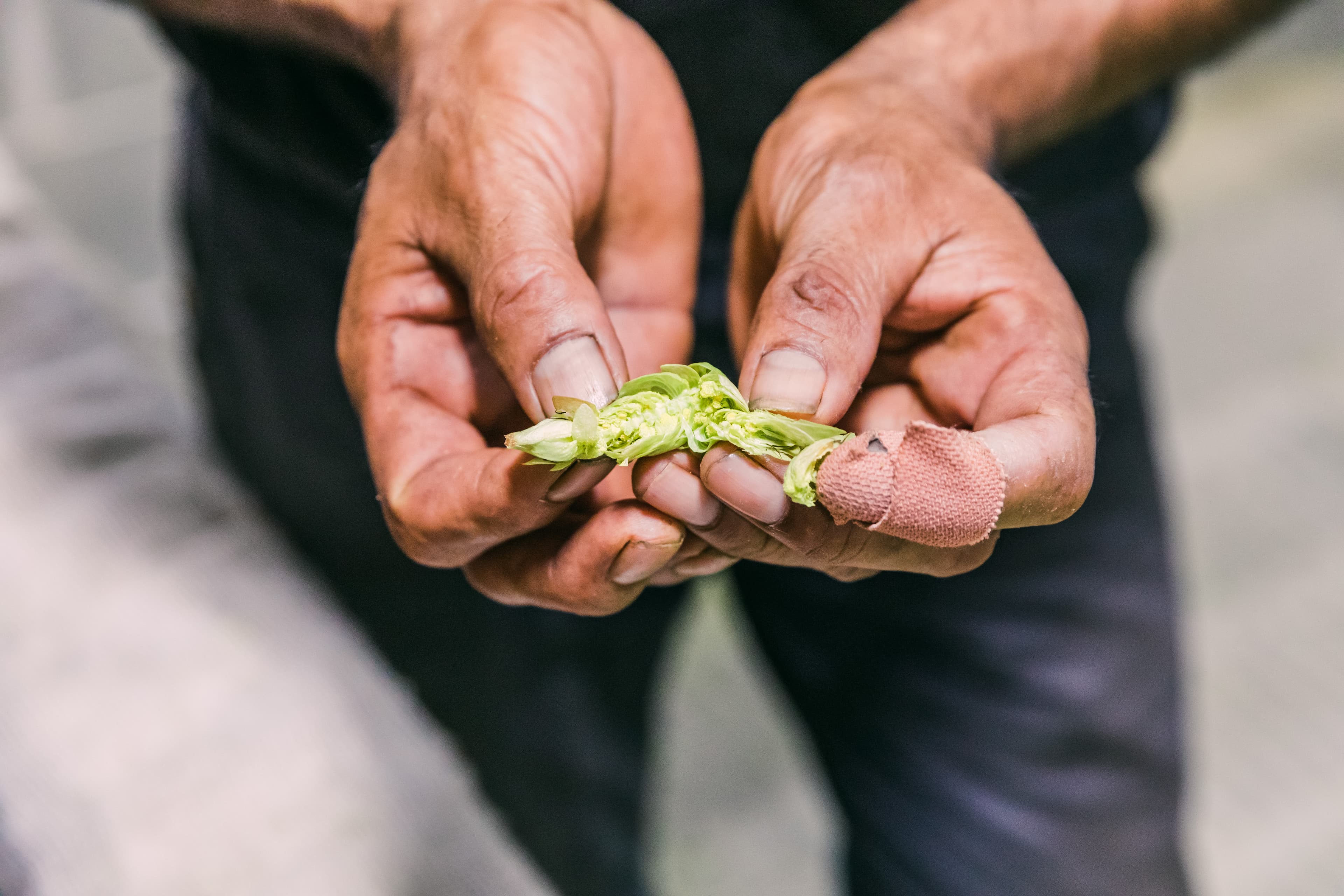 Man holds a fresh green hop in his hands.