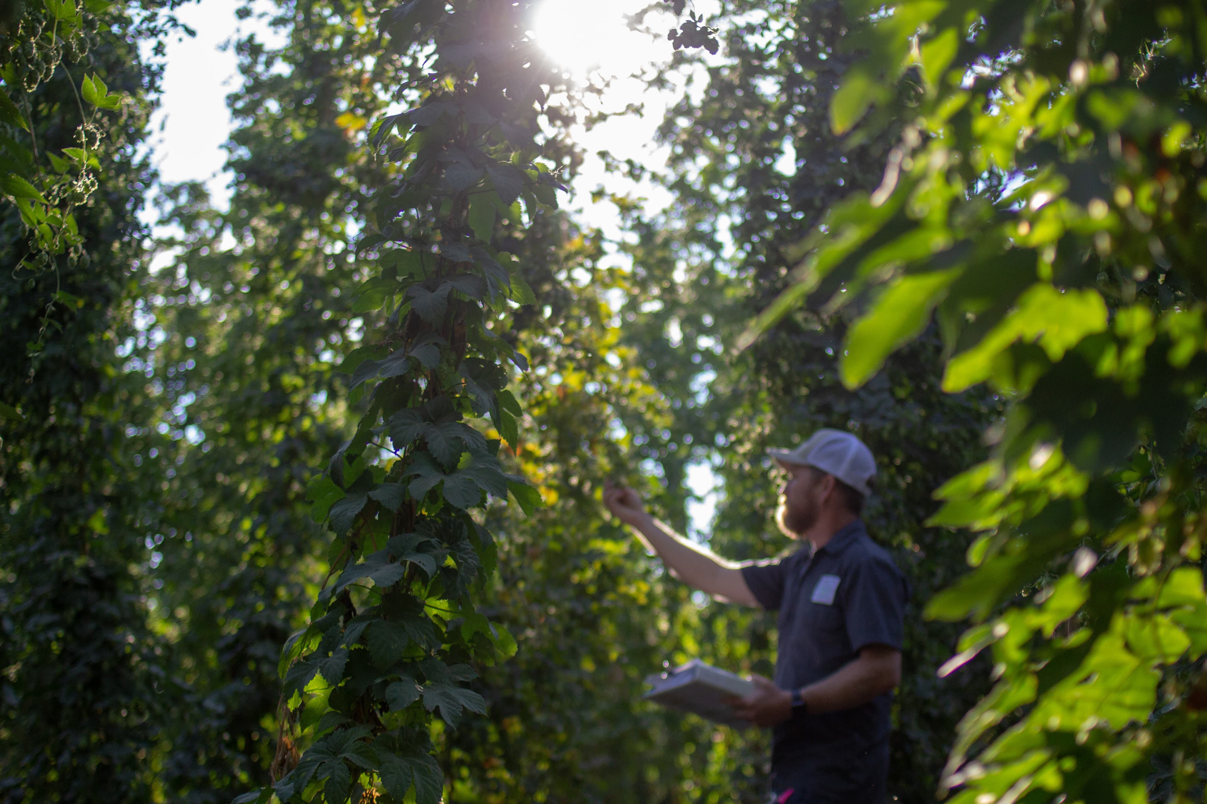 Hop breeder evaluating hops in the middle of hop row