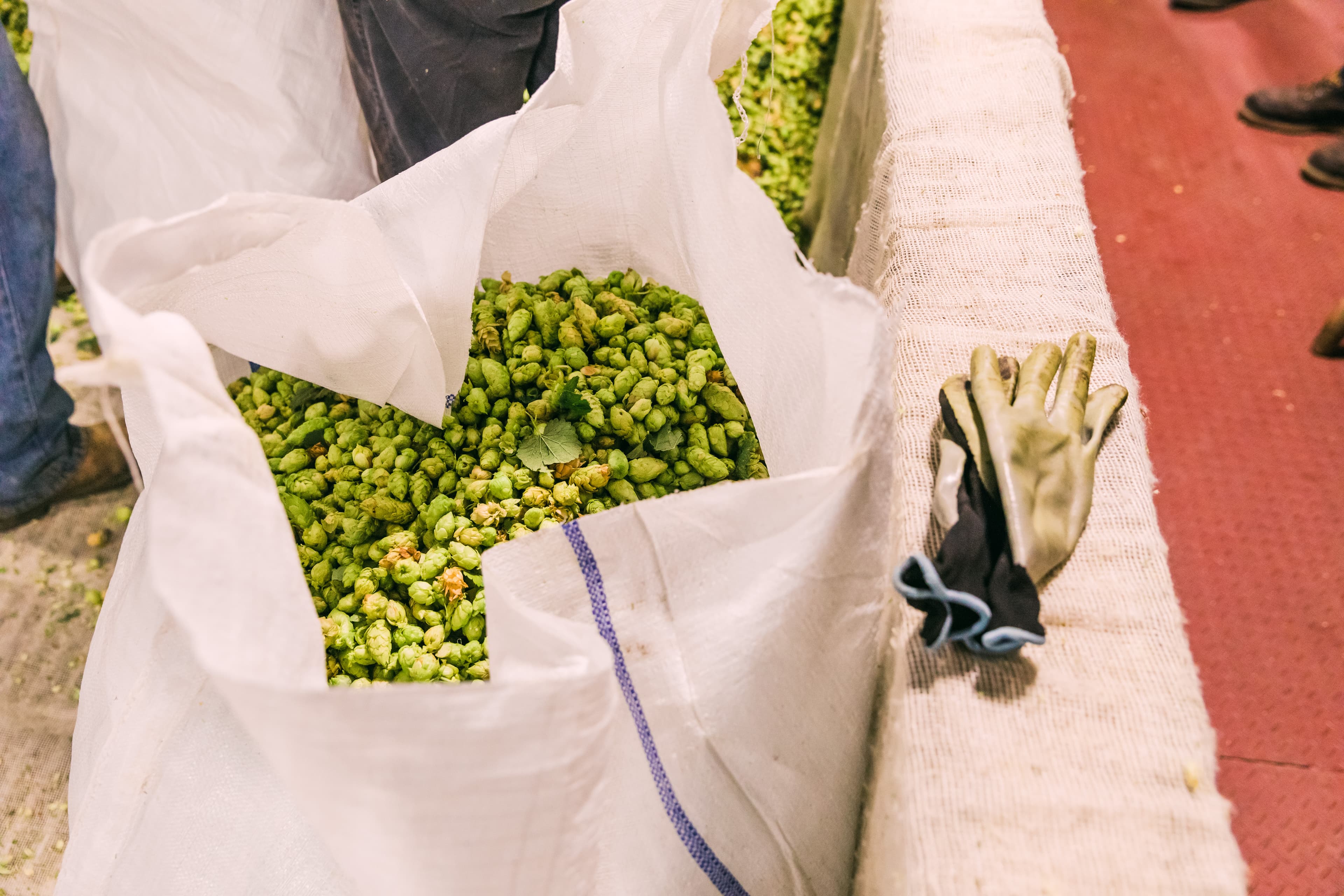 White bag of fresh green hops.