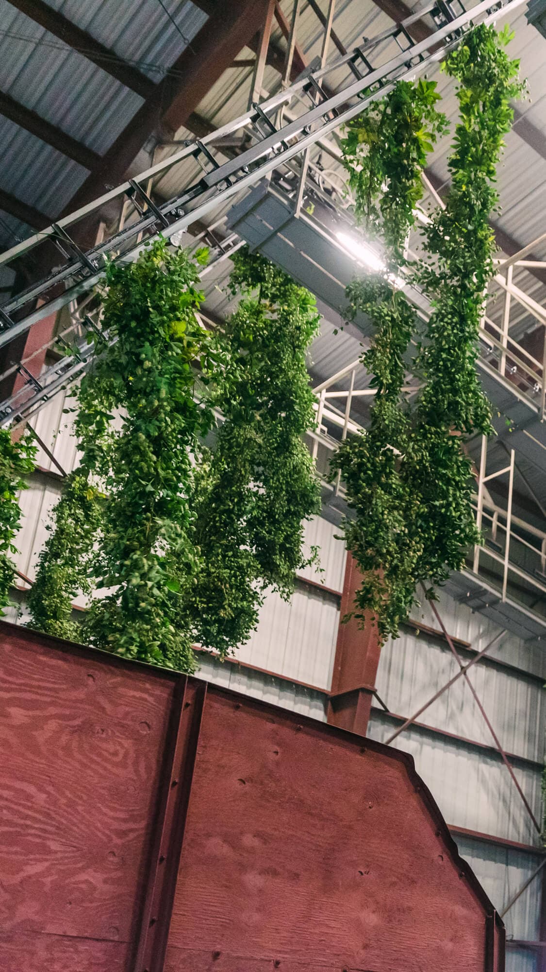 Image of hop bines hanging from picking machine