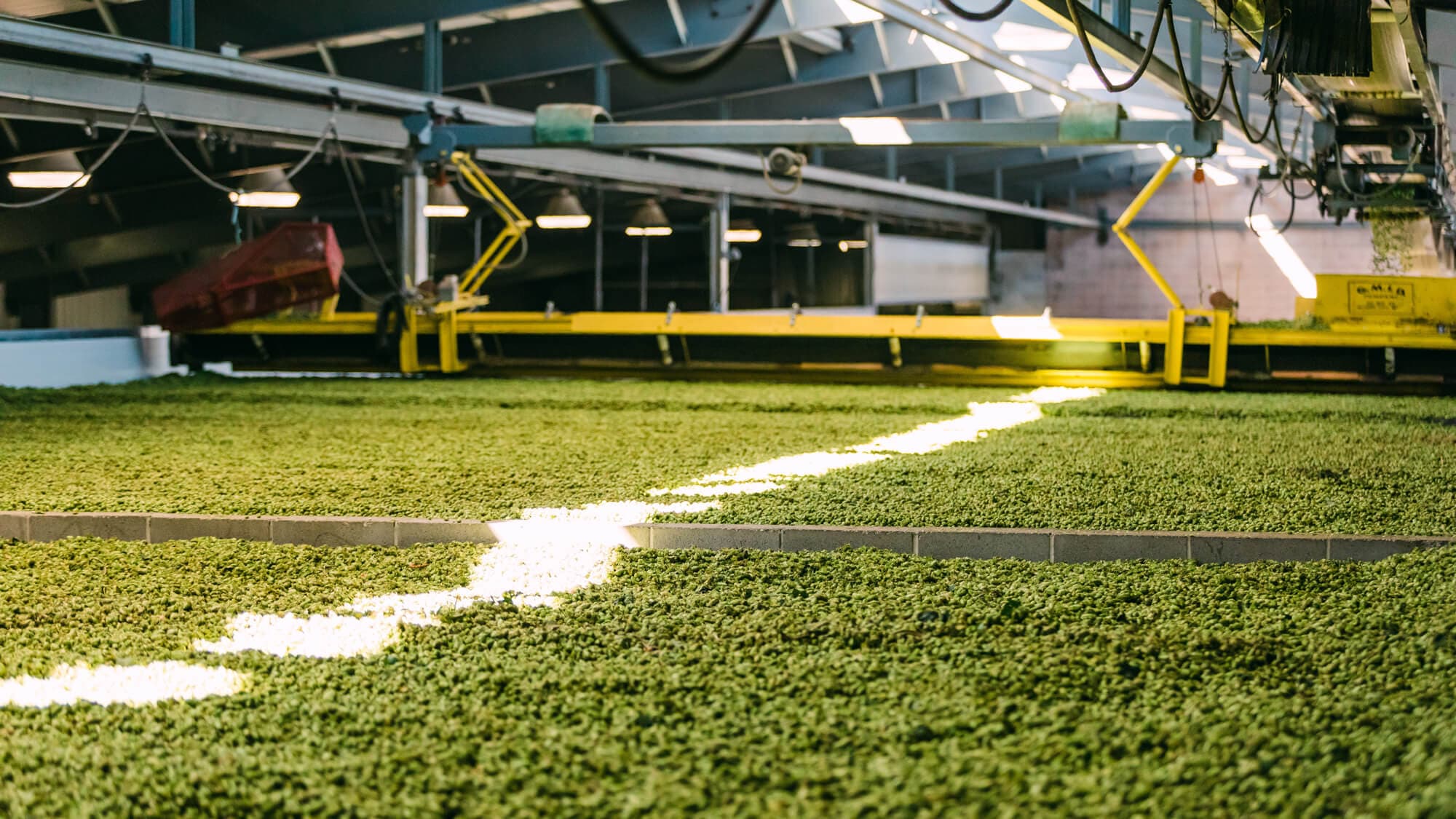 Image of a hop kiln filled with hop cones