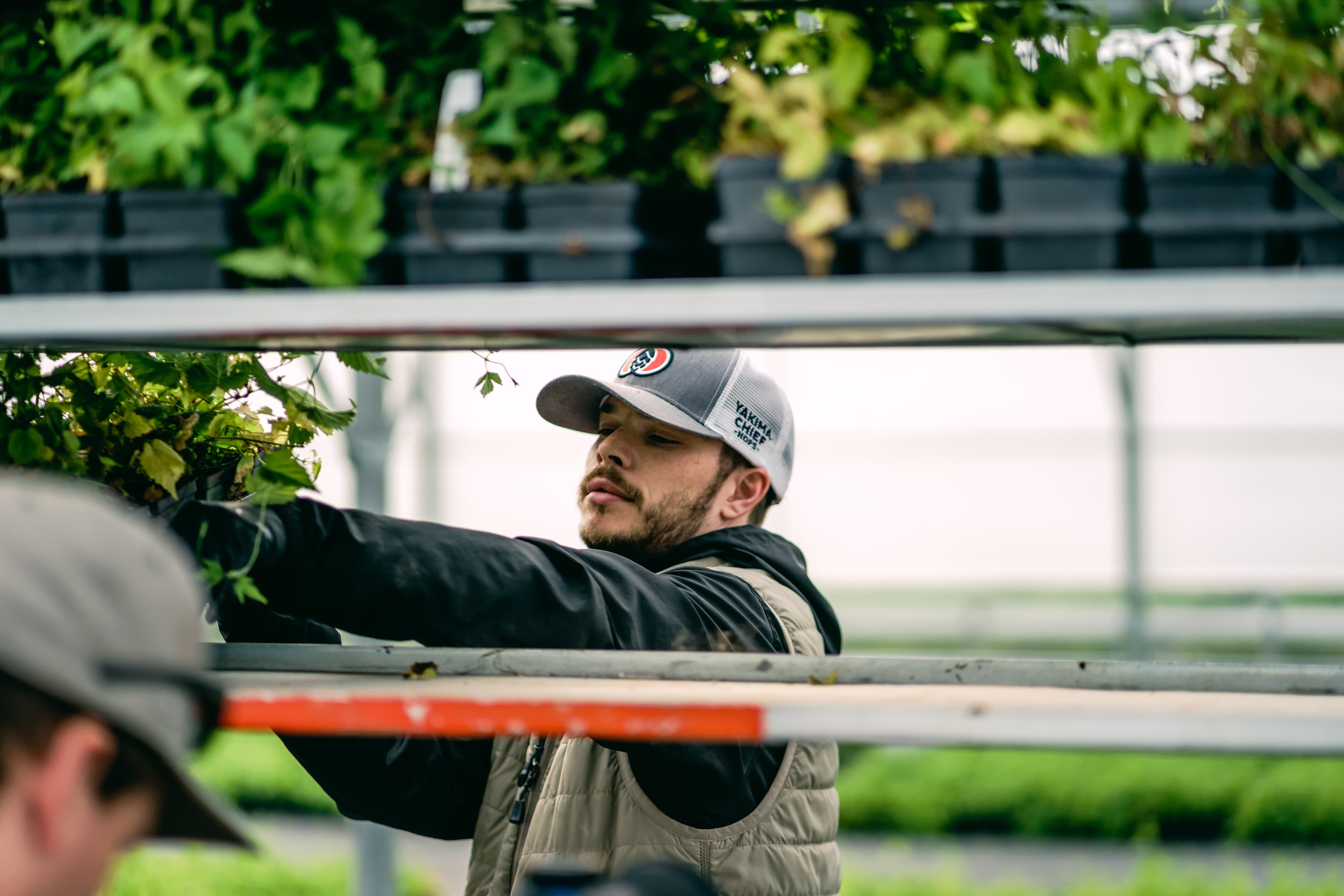 Yakima Chief Ranches employee wearing a Yakima Chief Hops hat places a tray of baby hops onto a cart in the greenhouse.