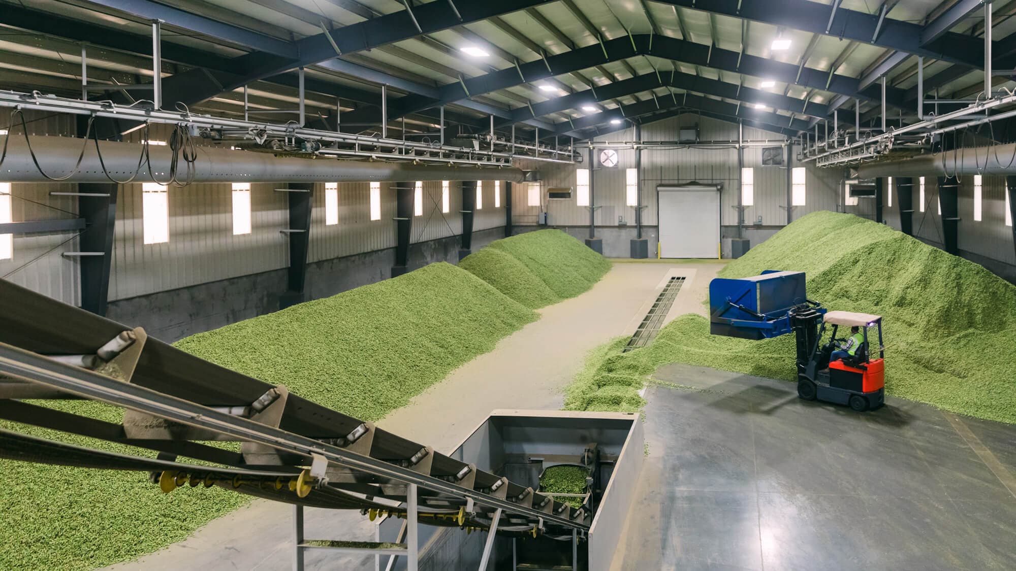 Image of a baling room floor covered with mountains of hop cones