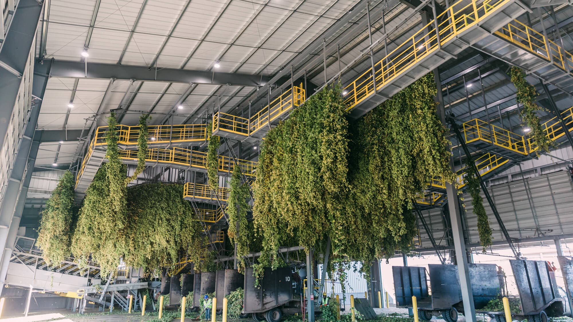 Image of hop bines hanging inside a picking facility
