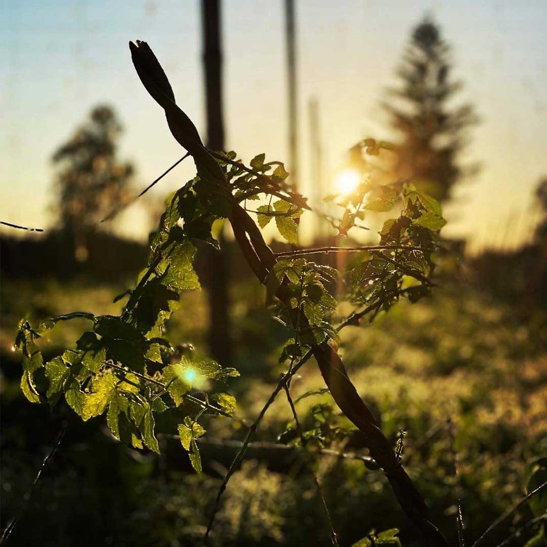 wysiwyg/cut-hop-photo-website.jpg