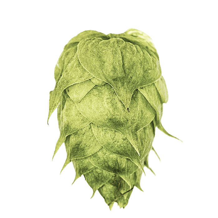 Photo of TerraSurge™ hop cones