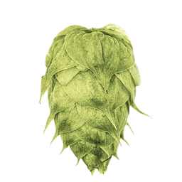 Photo of TerraSurge™ hop cones