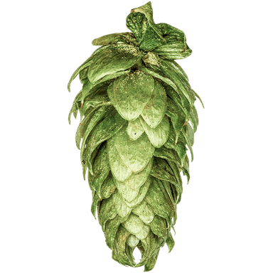 Photo of Bitter Gold hop cones Photo of Bitter Gold hop cones