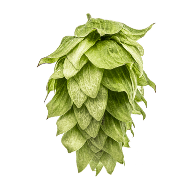 Photo of Chinook hop cones Photo of Chinook hop cones