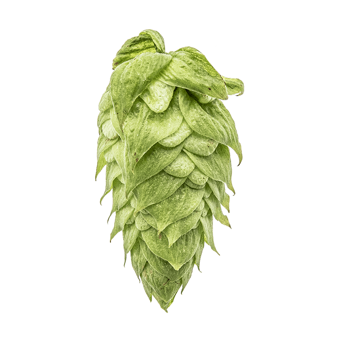 Photo of El Dorado® Brand hop cones
