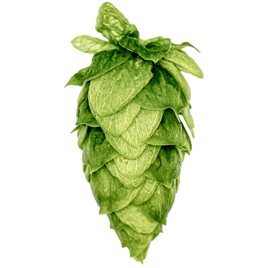 Photo of HBC 1134 hop cones Photo of HBC 1134 hop cones
