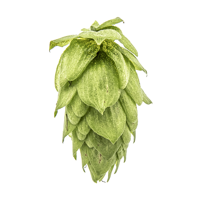 Photo of Sorachi Ace hop cones