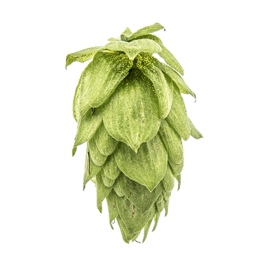 Photo of Sorachi Ace hop cones Photo of Sorachi Ace hop cones