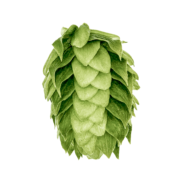 Photo of Ultra hop cones