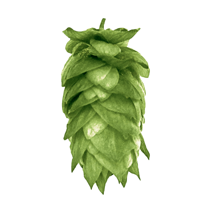 Photo of Yakima Gold hop cones